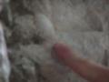 Fossile