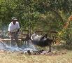 Cochon