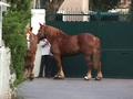 Percherons