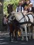 Chevaux calins