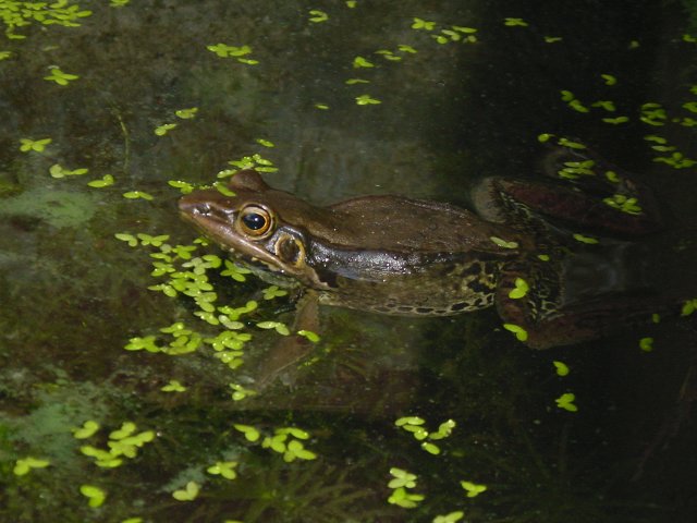 Frog in water
