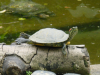 Florida turtle stretching on a log