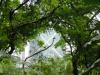 Building featuring a large X, showing through trees