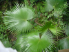 Palm leaves