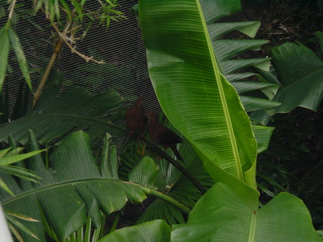 A couple of birds among large leaves