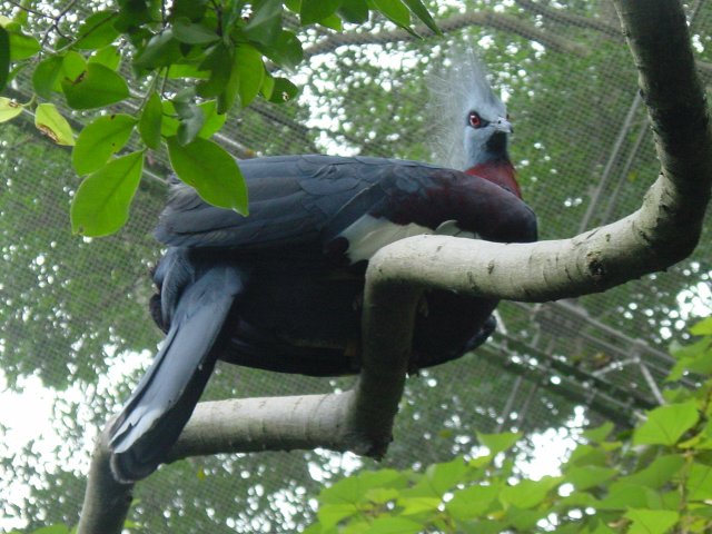 Punk bird from underneath