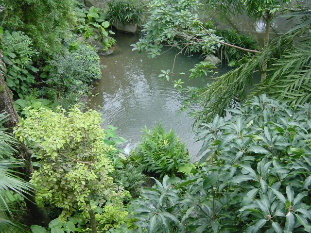 Trees and a pool
