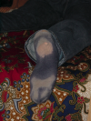 Gros plan sur la chaussette de Canard