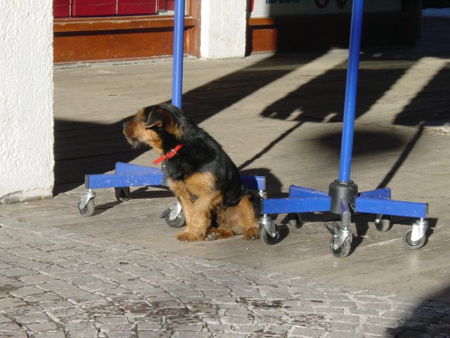Teckel