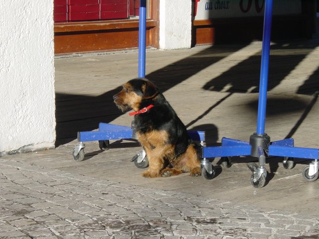 Teckel