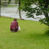 Marie-Claire watching birds closely