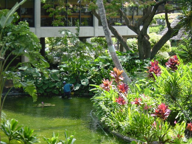Gardener/Fisherman just outside Honolulu airport