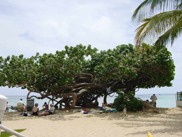 large flat tree by the beach