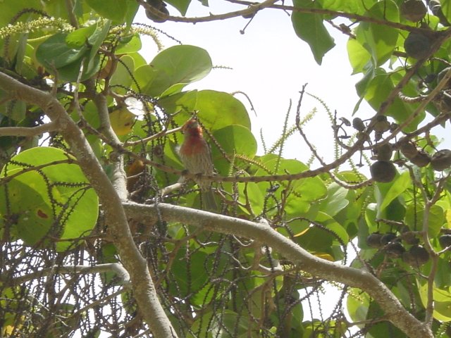 Close-up of a bird in a tree
