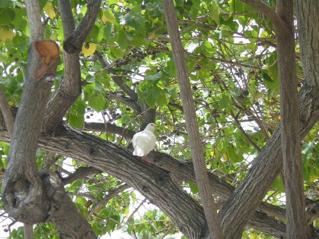 Close-up of a pigeon in a tree