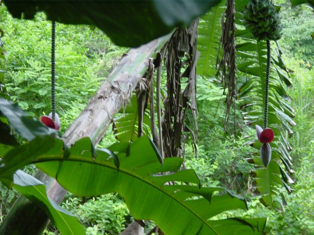 Banana bunch with flower dangling