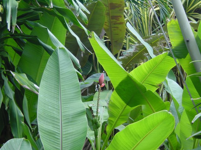Banana flower