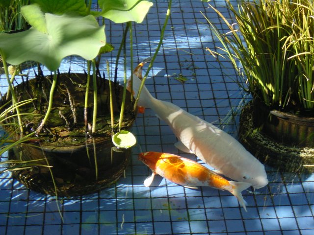 Fish