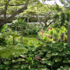 Garden at Honolulu airport