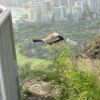 Bird hovering