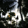 Fire in the trees, torches in the foreground, trees and palm trees in the background