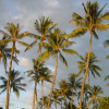 Palm trees and gray-blue-white sky