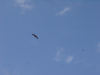 Rapaces en vol