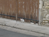 Chatte depassant d'une breche de porte