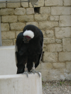 Condor des andes
