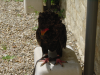 Aigle bateleur