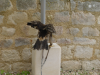 Aigle imperial se perchant sur sa butte
