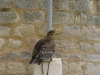 Aigle imperial