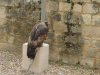 Aigle royal
