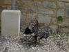 Aigle imperial sur le point de prendre son envol