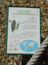 Panneau descriptif de Pygargue vocifere