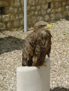 Aigle 