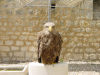 Aigle 