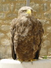 Aigle 