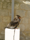Aigle bateleur