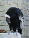 Condor des andes, tete rapprochee du buste