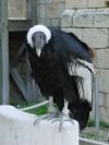 Condor des andes