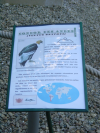 Panneau descriptif du condor des andes