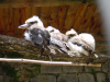 Kookaburras (Martin pecheur Australiens)