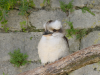 Kookaburra