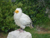 Vautour percnoptere (le plus petit des vautours ; une des 9 ou 10 especes a se servir d'outils pour se nourrir)