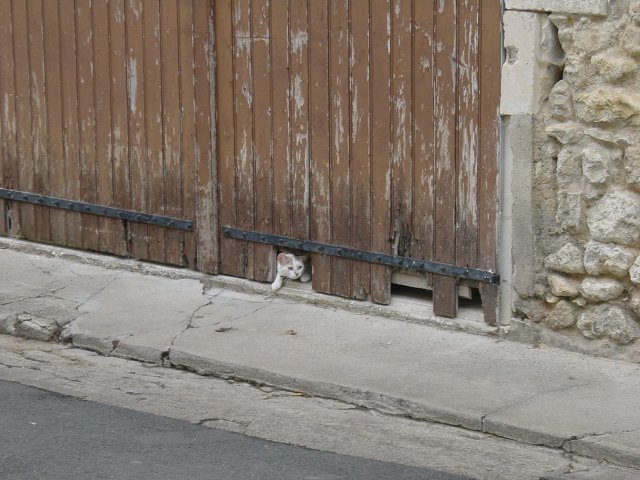 Chatte depassant d'une breche de porte
