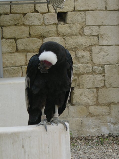 Condor des andes