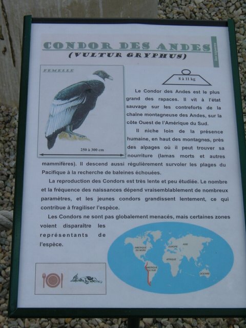 Panneau narratif du condor des andes