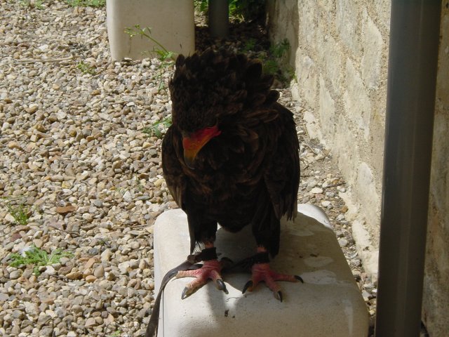 Aigle bateleur