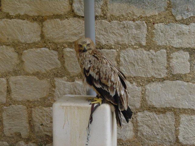 Aigle imperial